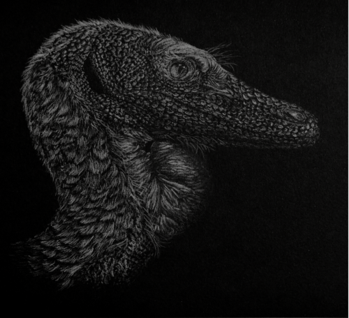 Portrait - Coelophysis